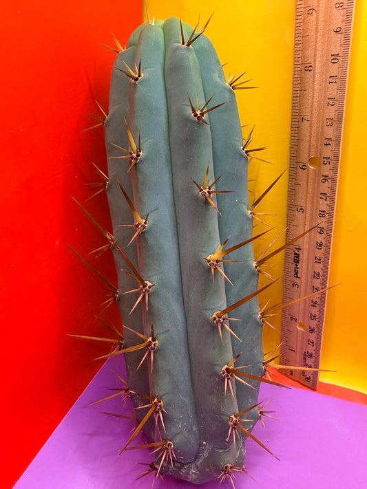 TIG X YOWIE- SAN pedro cactus