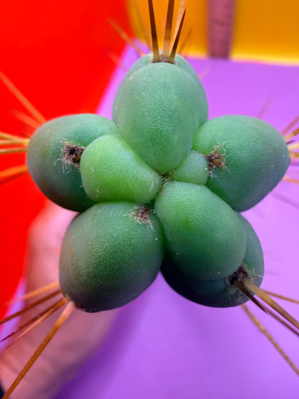 Kactus Kate Bridgesii