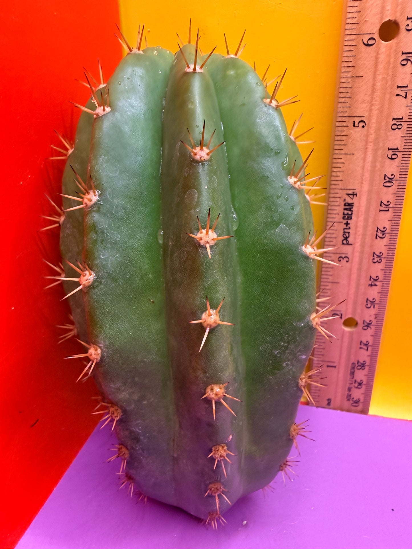 Cacto hebrido