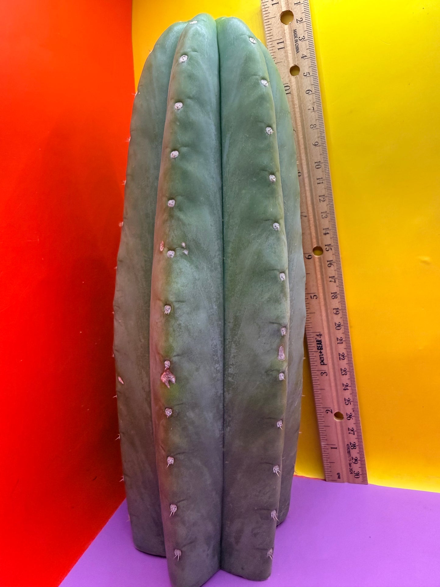 Cahuilla !!