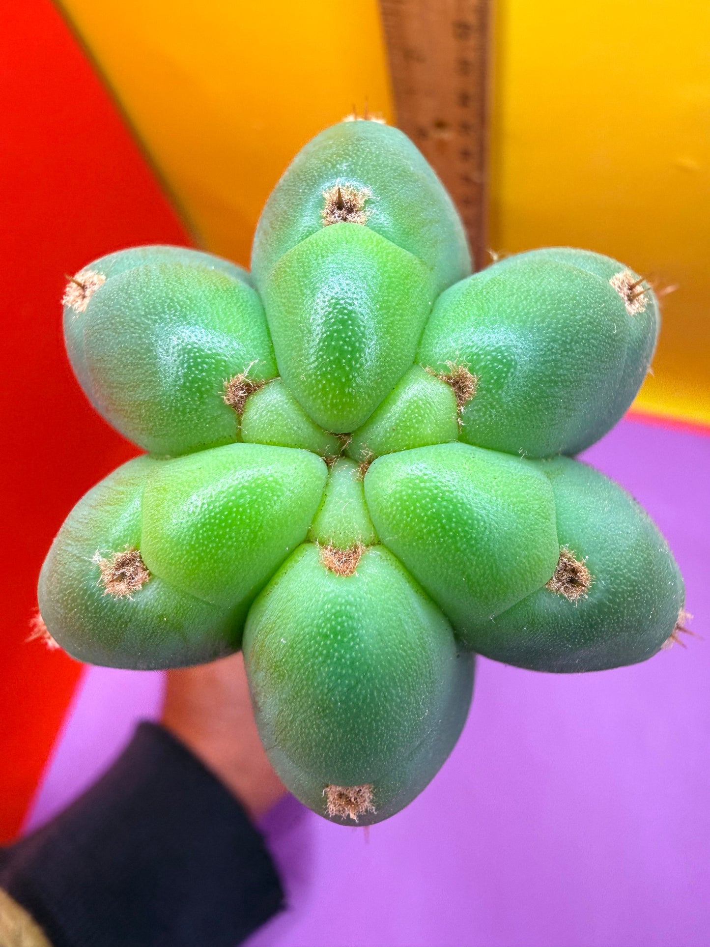 Cahuilla  !