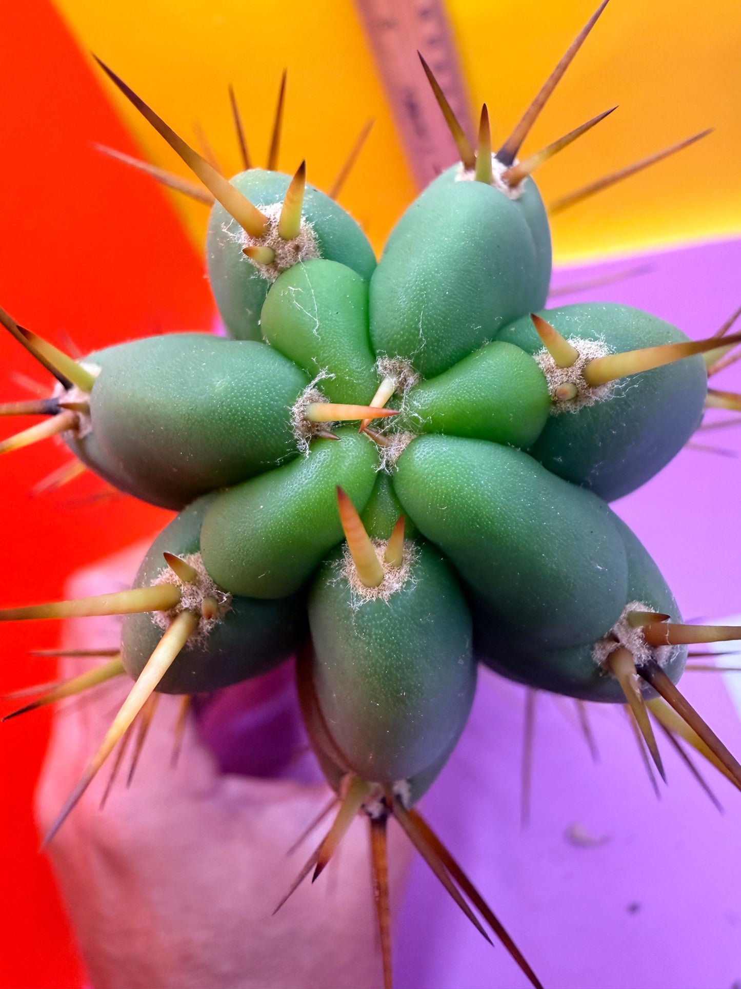 PALA  🌶️🌶️! This exact cactus cutting of trichocereus