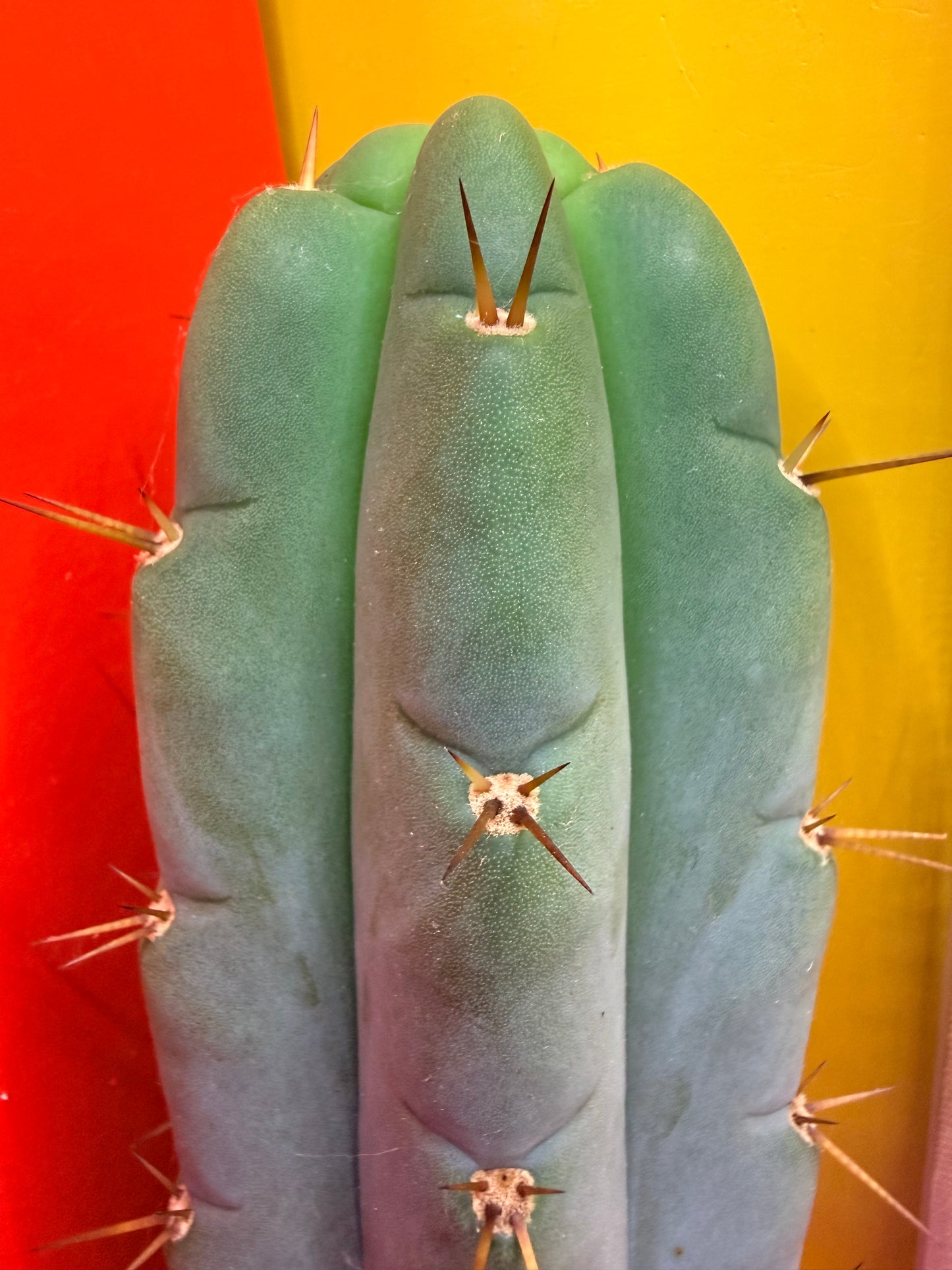 Yowie x Wowie cactus cutting