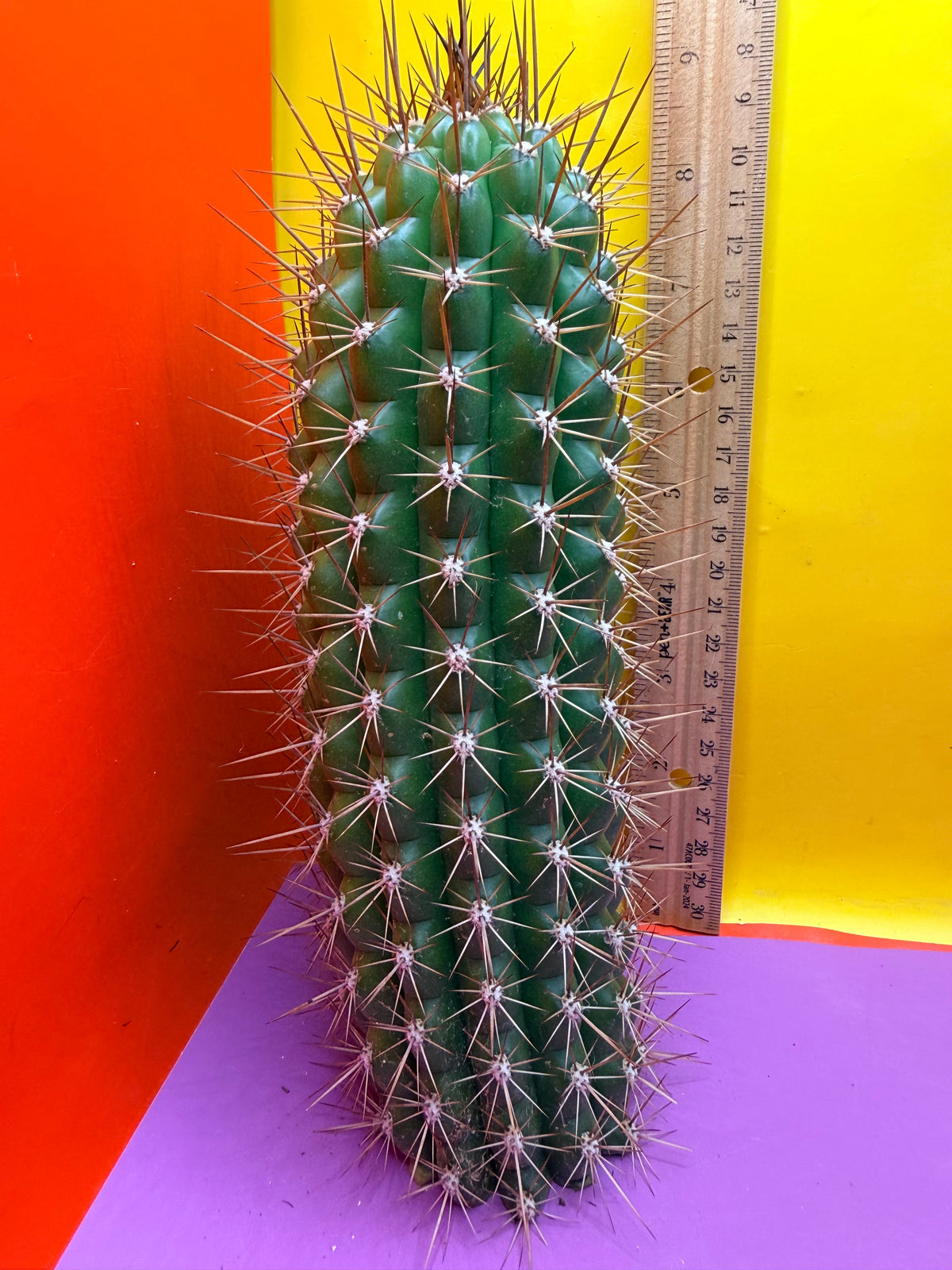 Trichocereus thelegonus