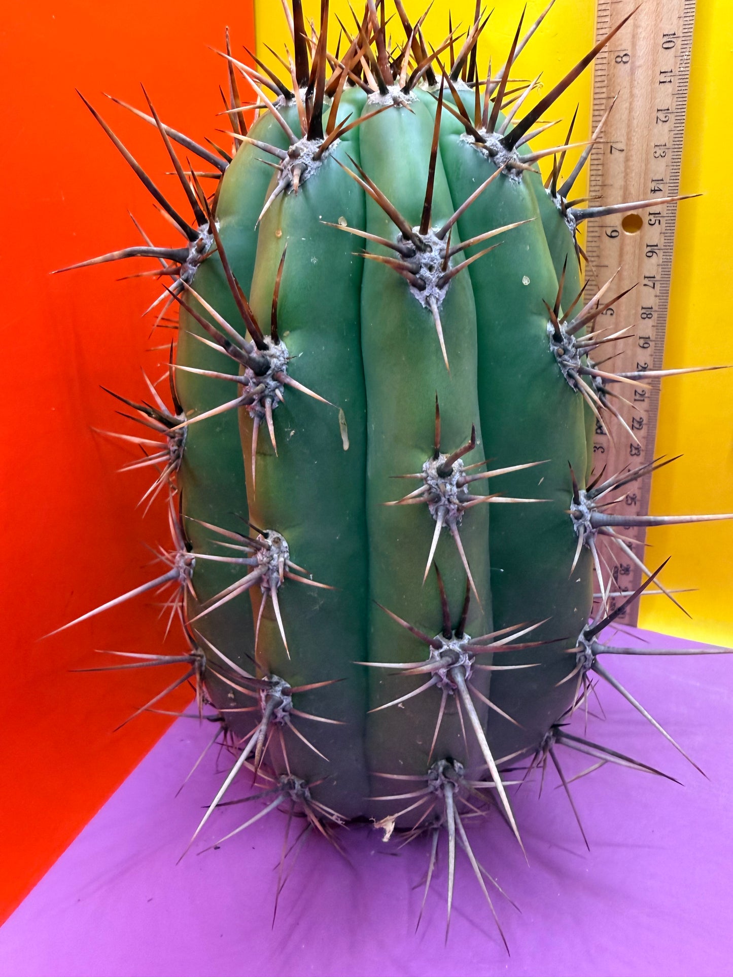 Huge San Pedro Cactus 🌶️Trichocereus Tacaquirensis over 4” thick !