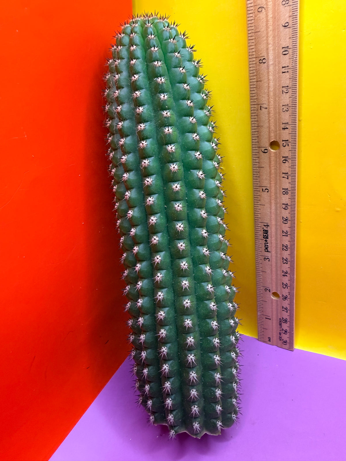 Trichocereus Brevispinulosus