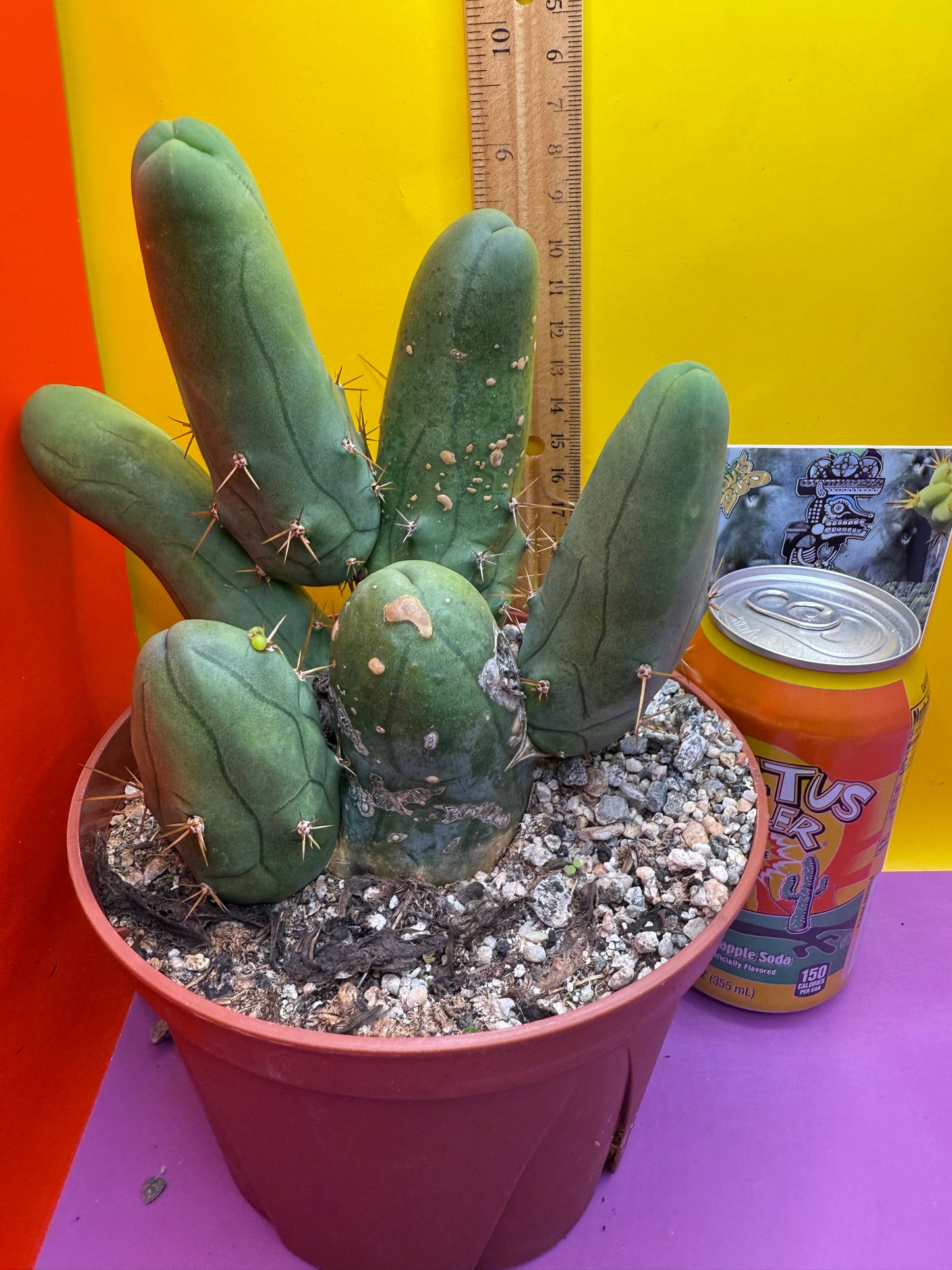 Trichocereus bridgesii monstros 6 segments  , fully rooted and CLEAN !