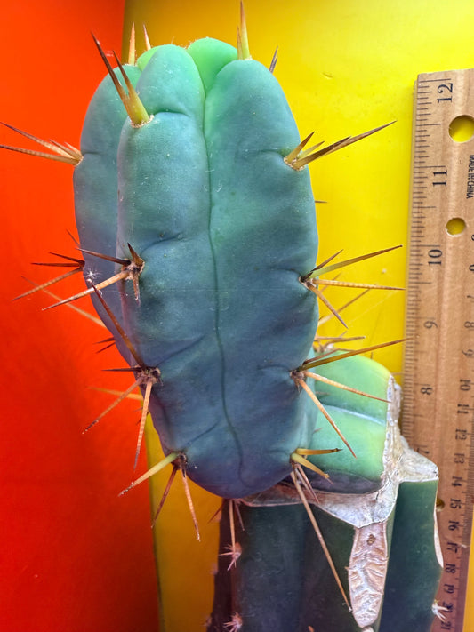 Grafted El Serpieñté