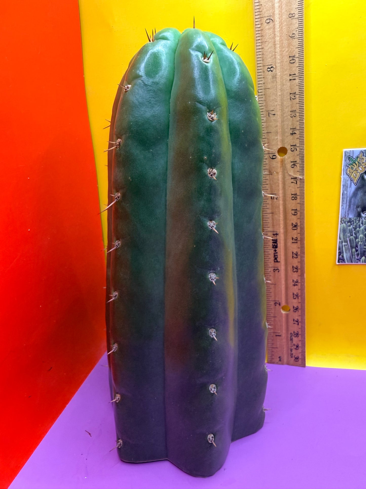 Seed Grown TPM !!