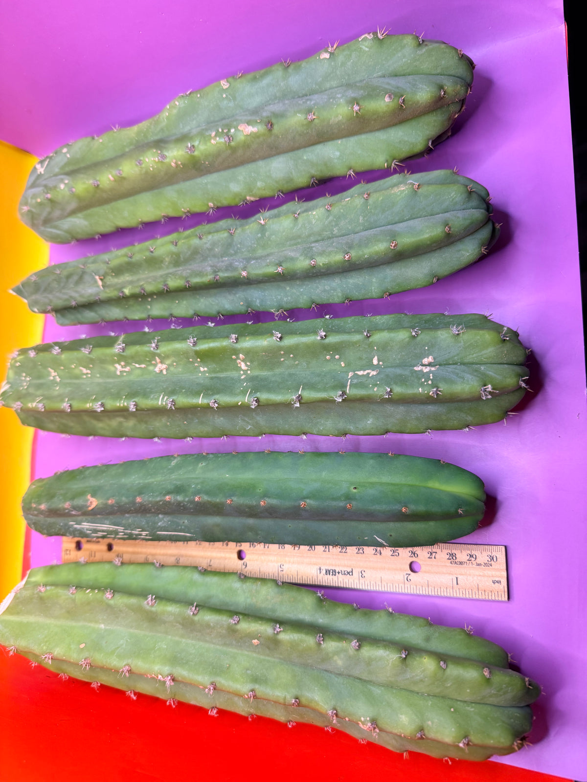 5 pack of San Pedro Cactus !
