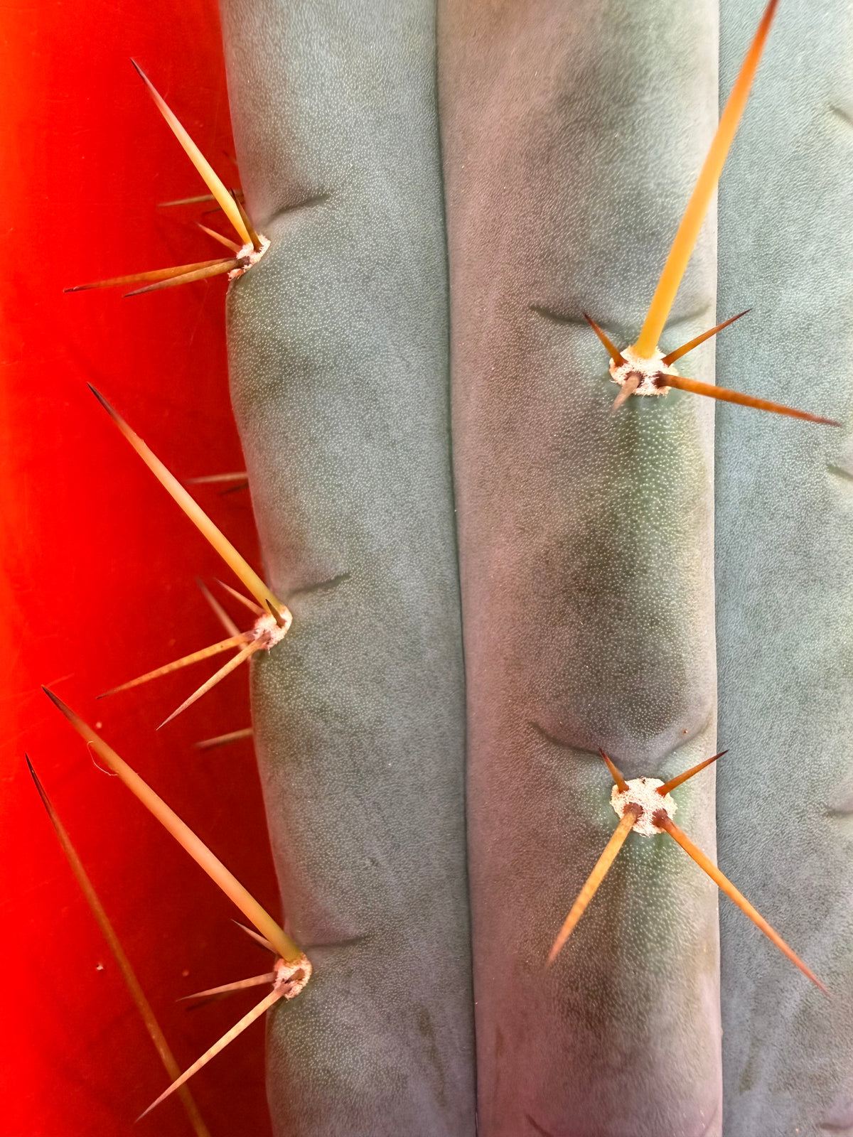 Yowie x Wowie cactus cutting