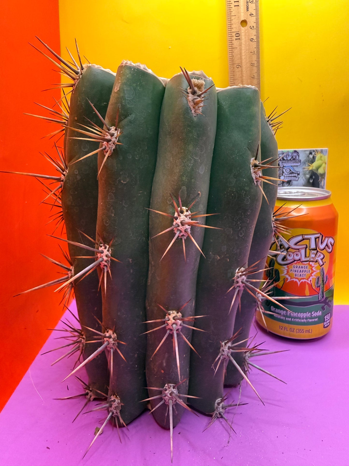 Trichocereus Tacaquirensis 🌶️🌶️