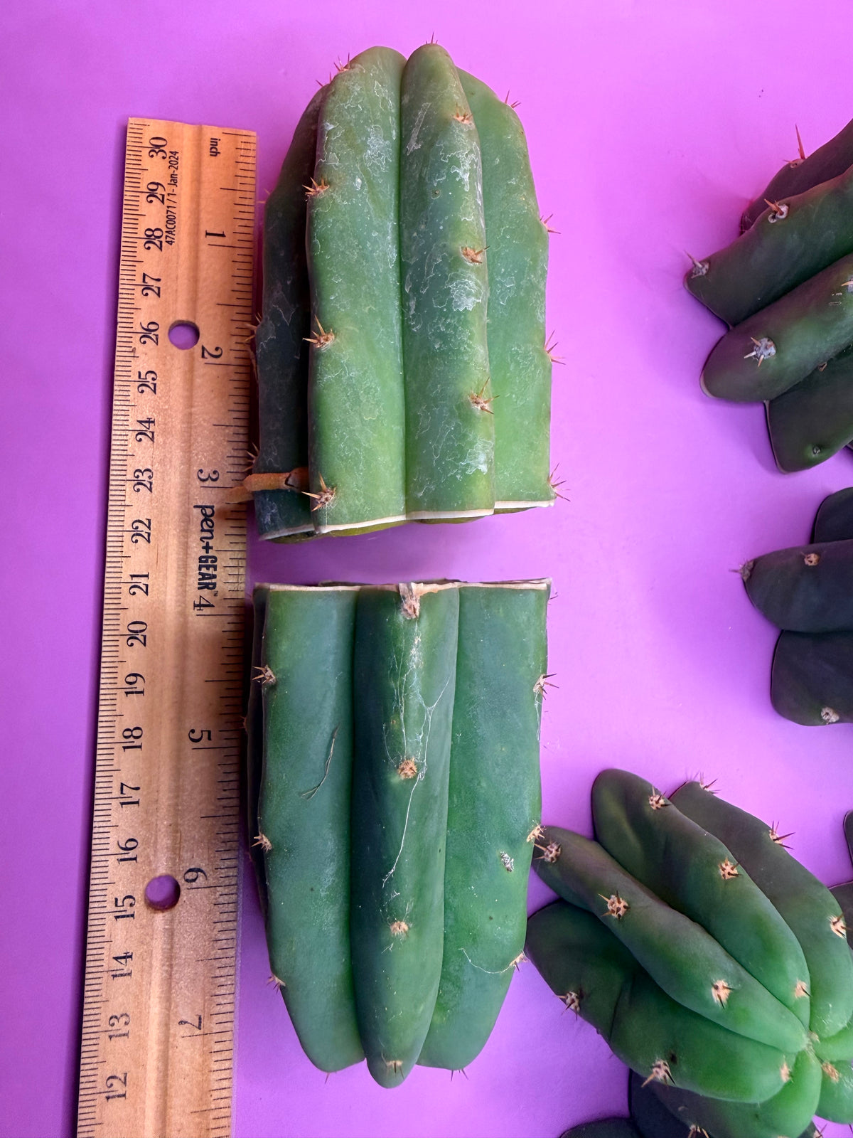 San Pedro cactus tips ! A dozen -12