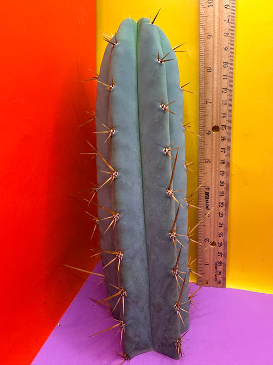 TIG X YOWIE- SAN pedro cactus