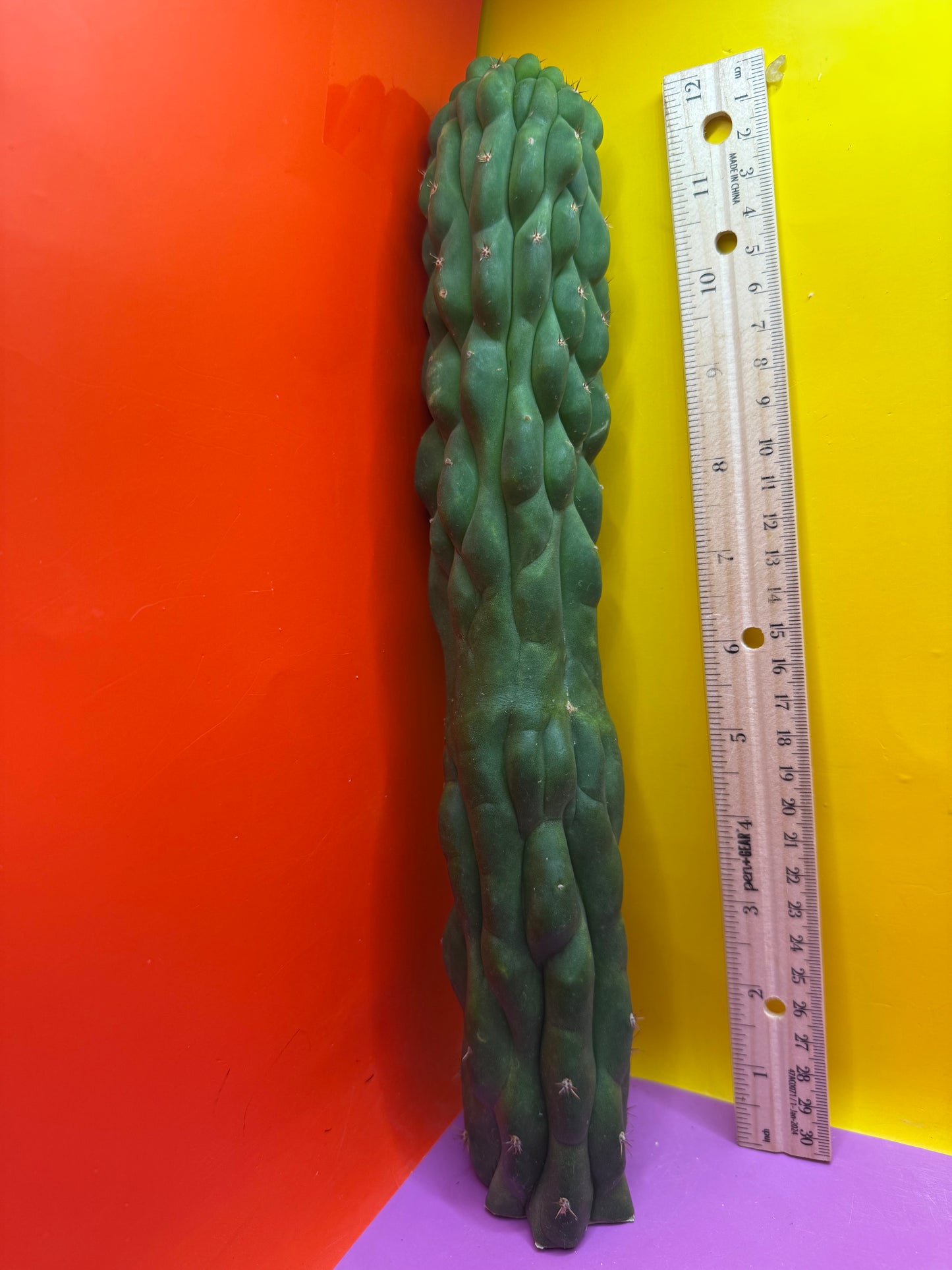 Monstrose San Pedro cactus !! Tip is about to crest !