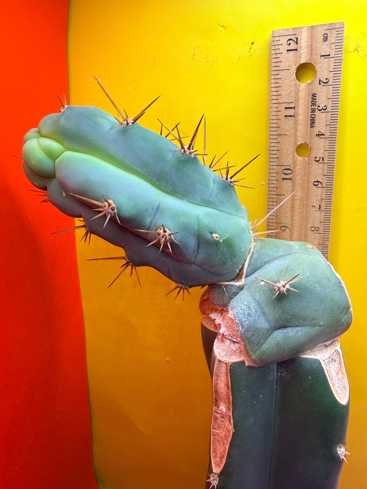 Grafted Bruce’s Dragon