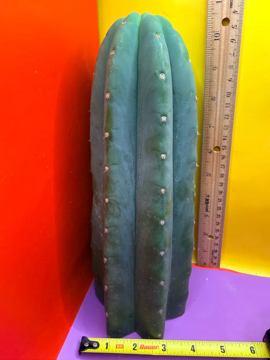 Cahuilla 3.5” thick !