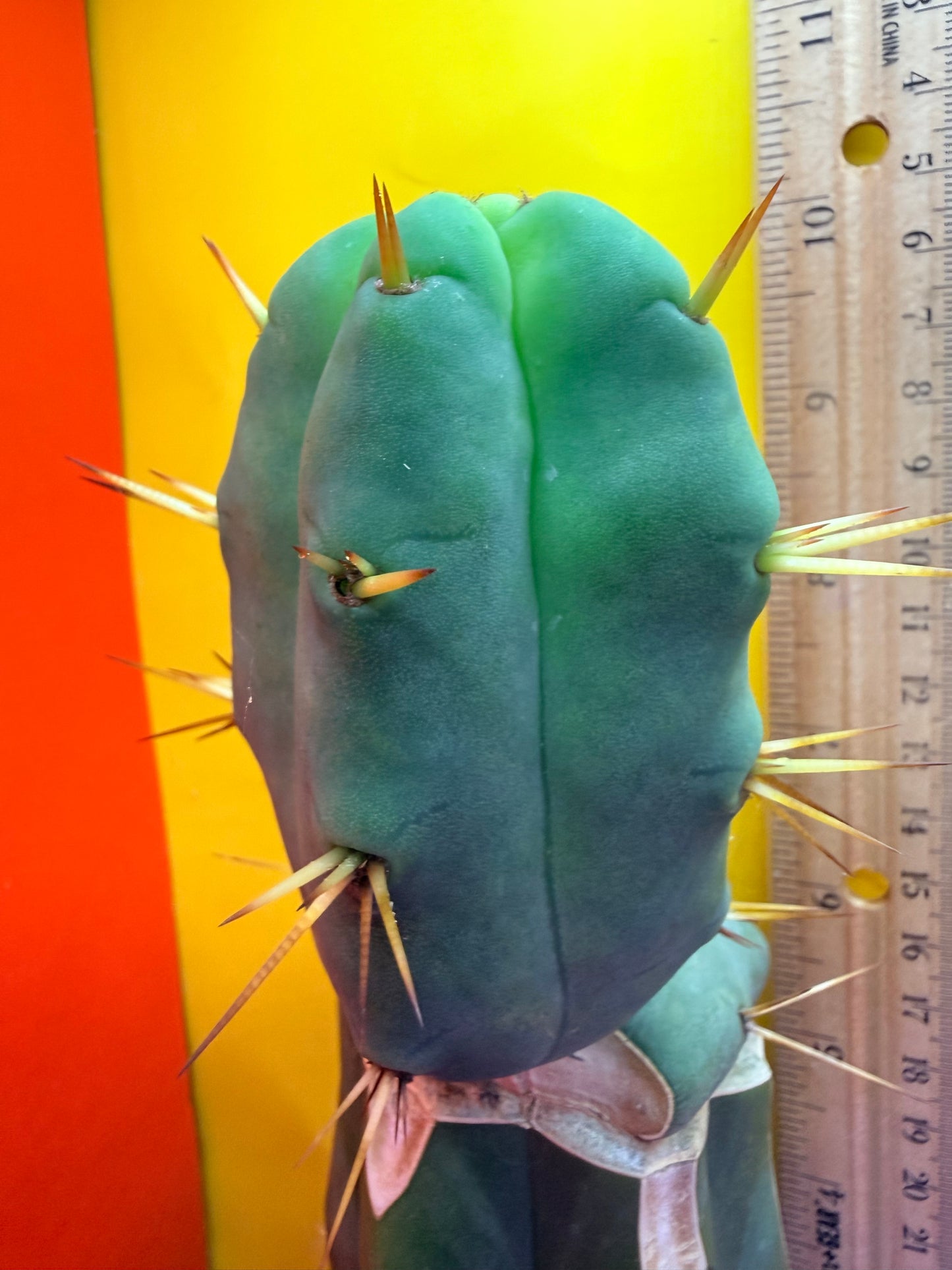 “Jimzz twin spines” 4 winds grafted cactus