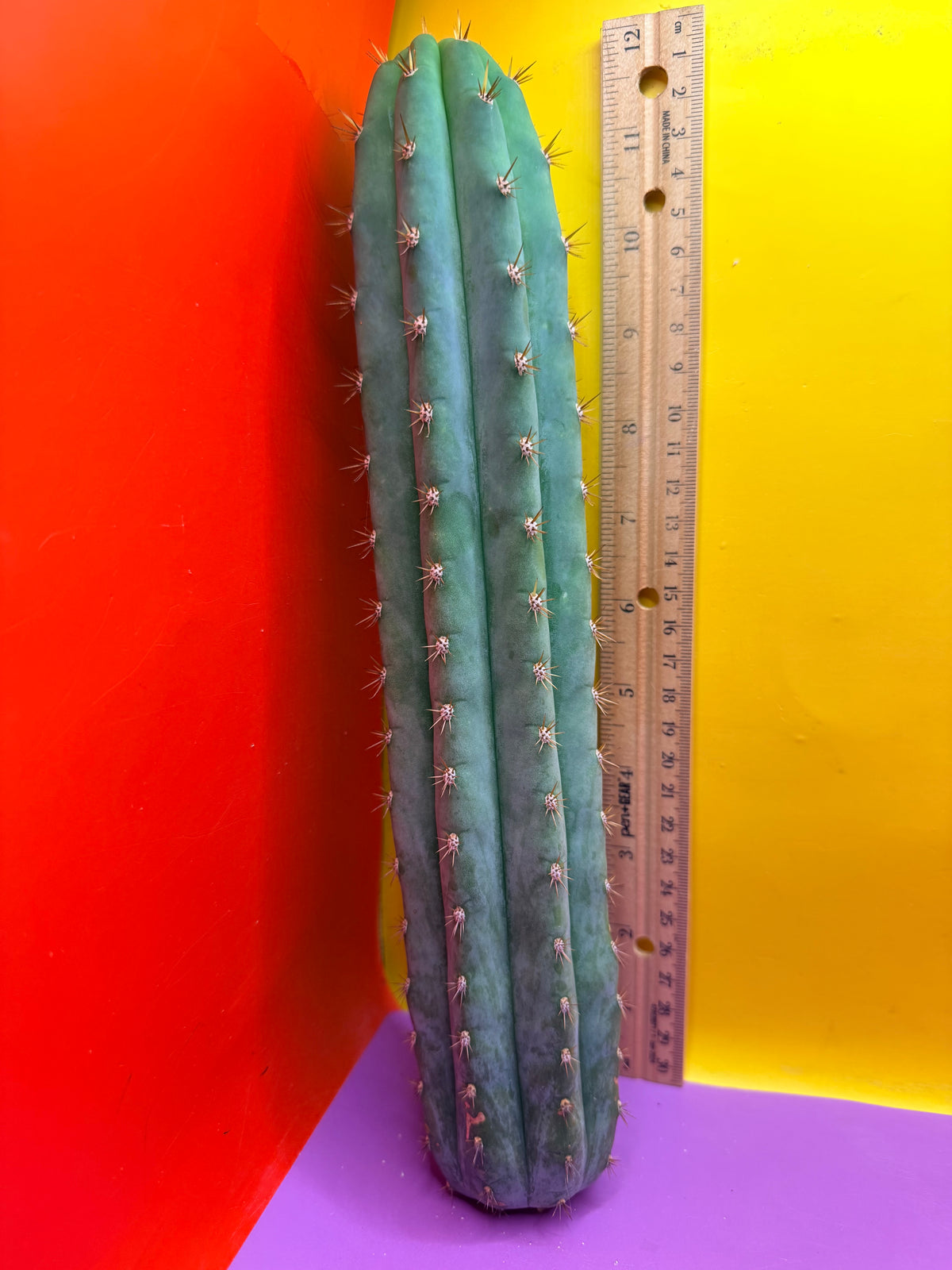 Cool San Pedro Cactus !