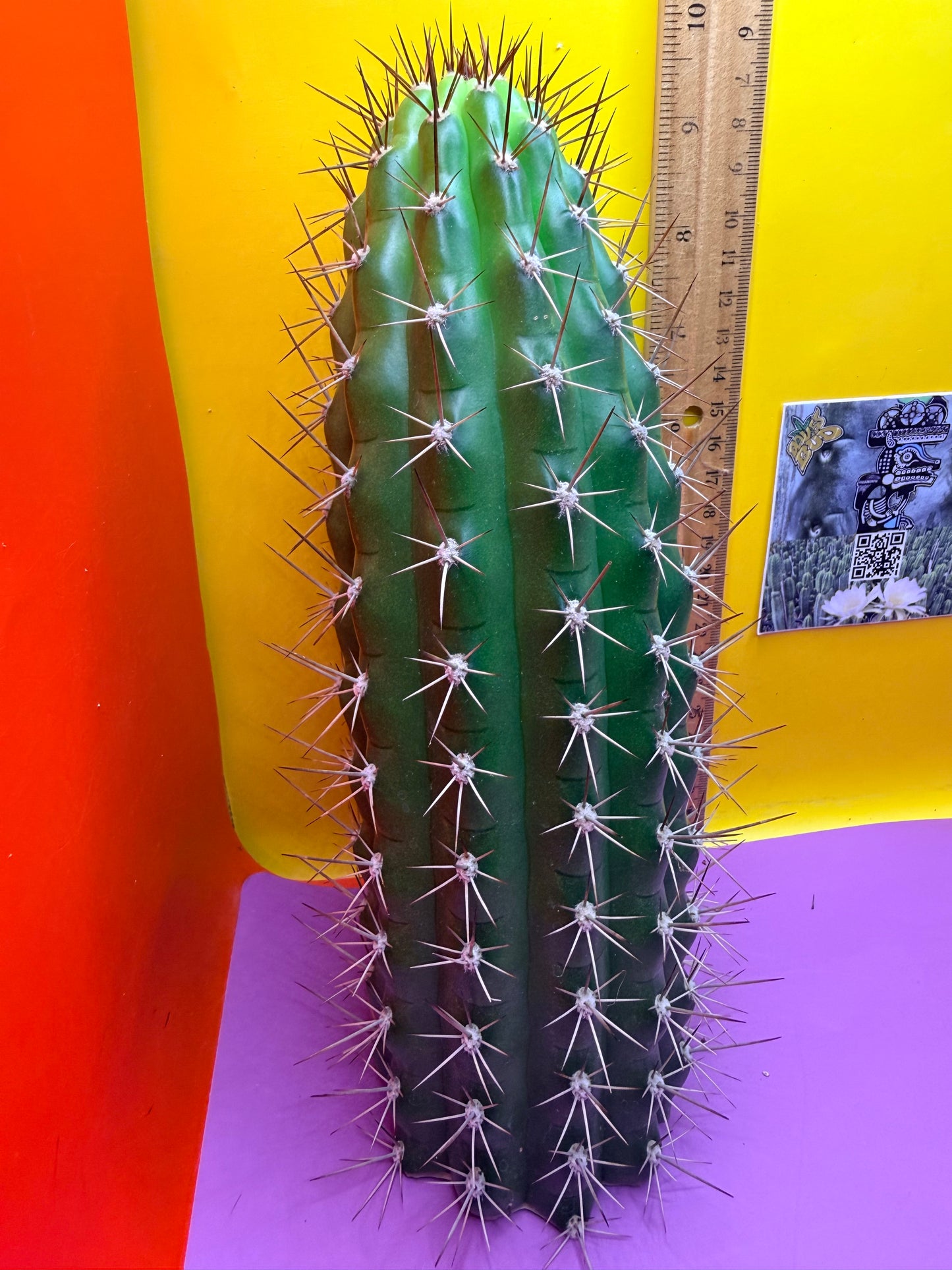 Trichocereus thelegonus