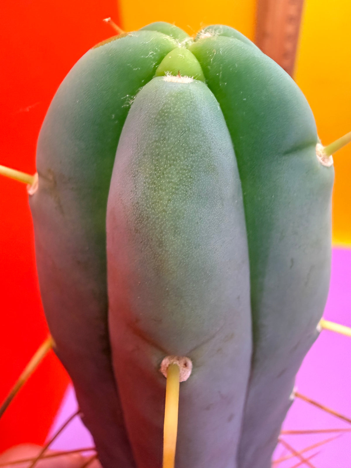 Trichocereus Bridgesii cutting of “DEL DIOS”