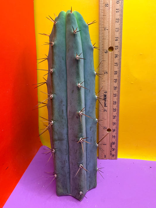 Trichocereus cutting for sale