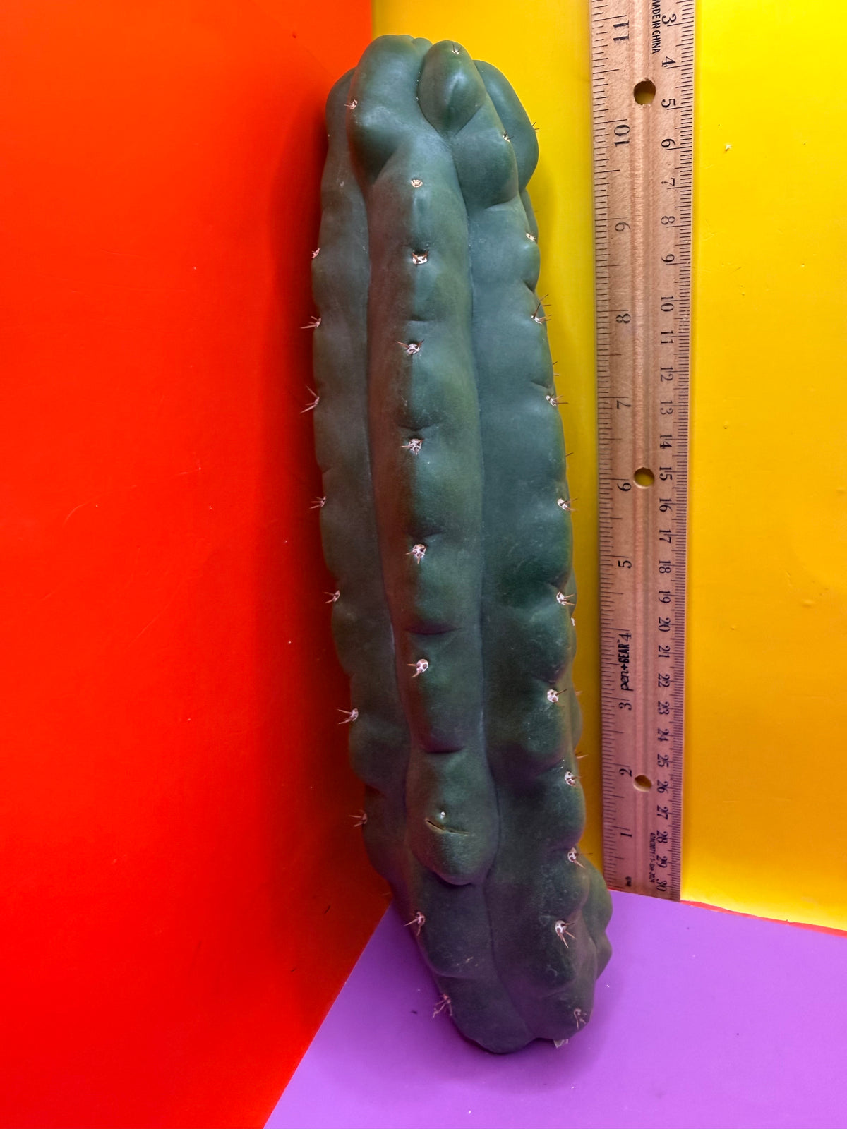 TPM -monstrose San Pedro cactus