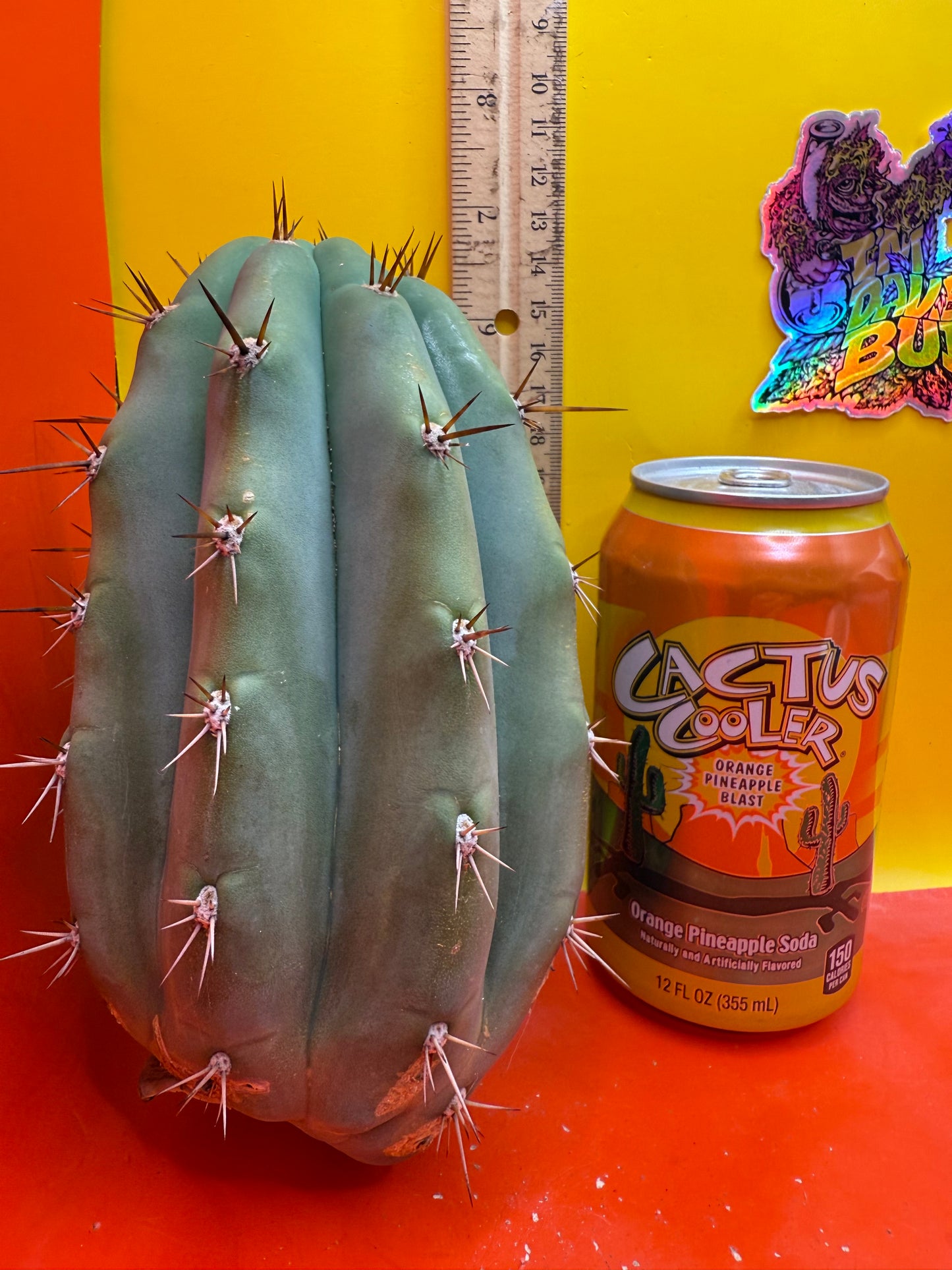 SSO2 x (Peru x Juules Giant) ! BRIDGESII X PERUVIANUS X PACHANOI
