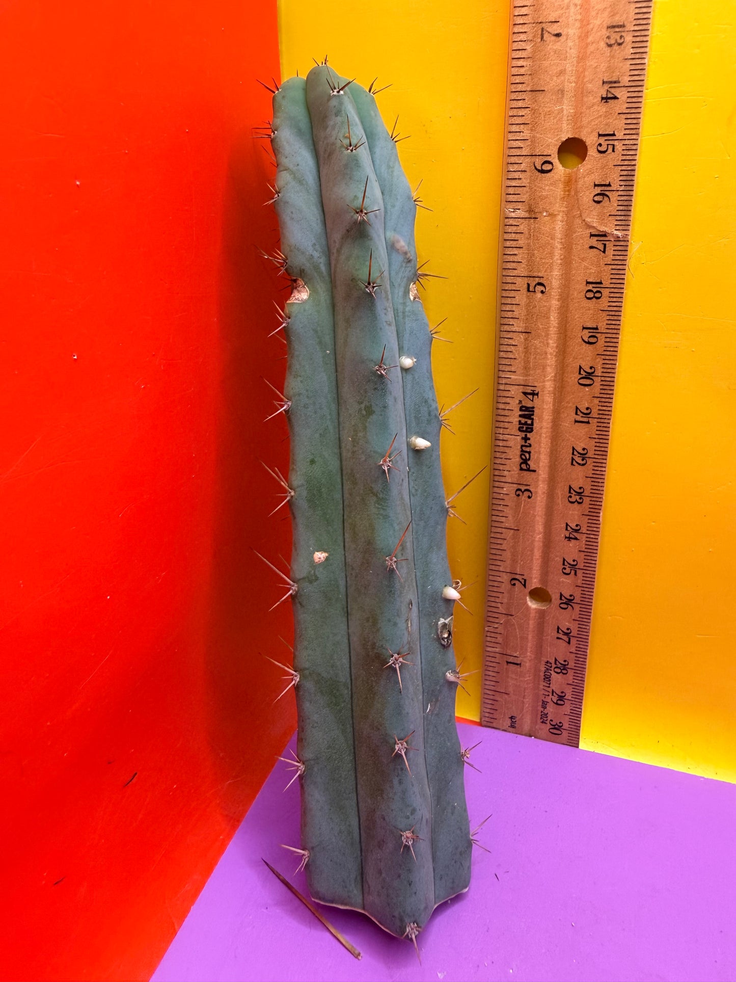“MINI ME” trichocereus bridgesii
