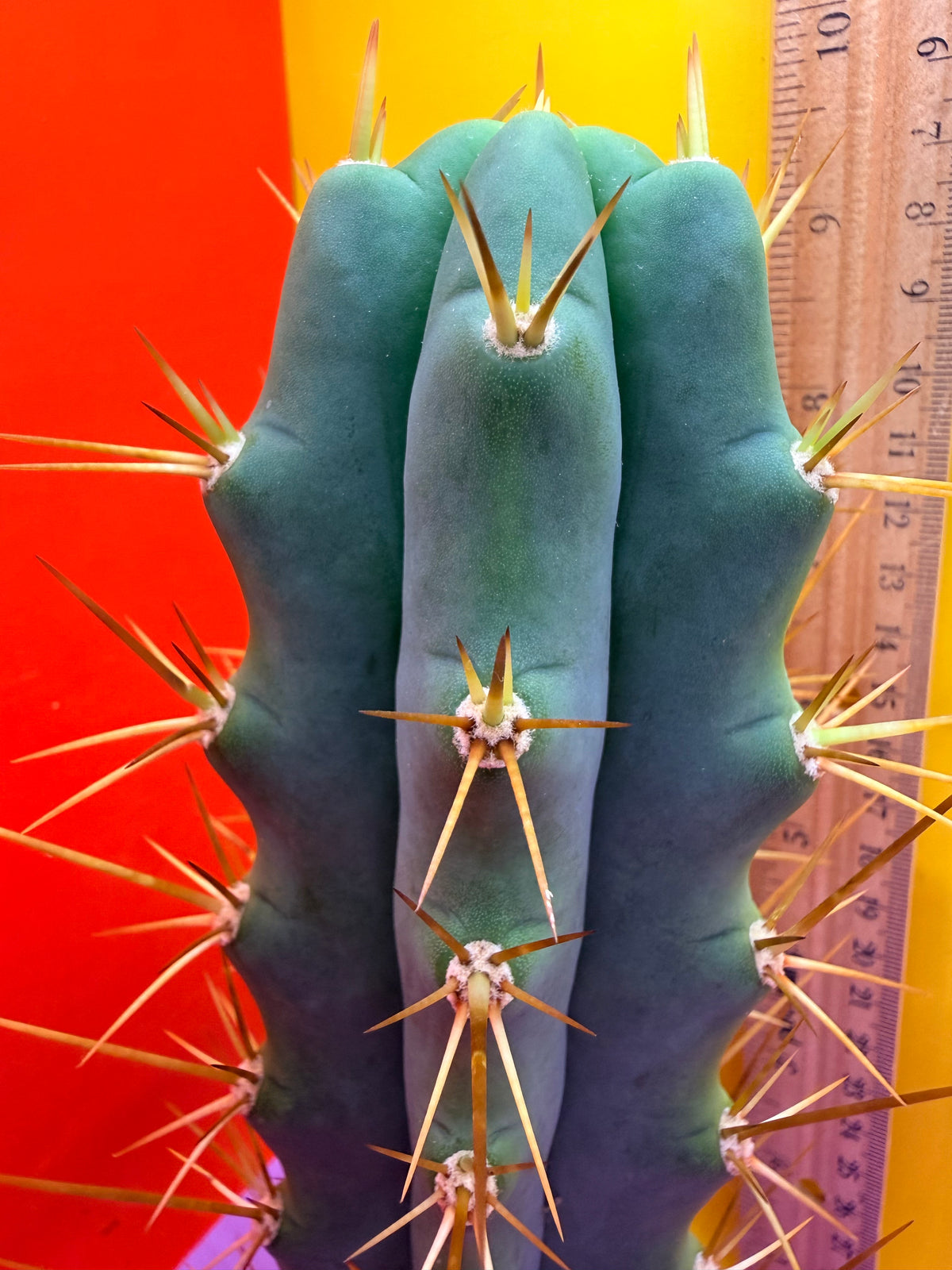 Reverted PENiSCACTUS !!! Longform tbmA
