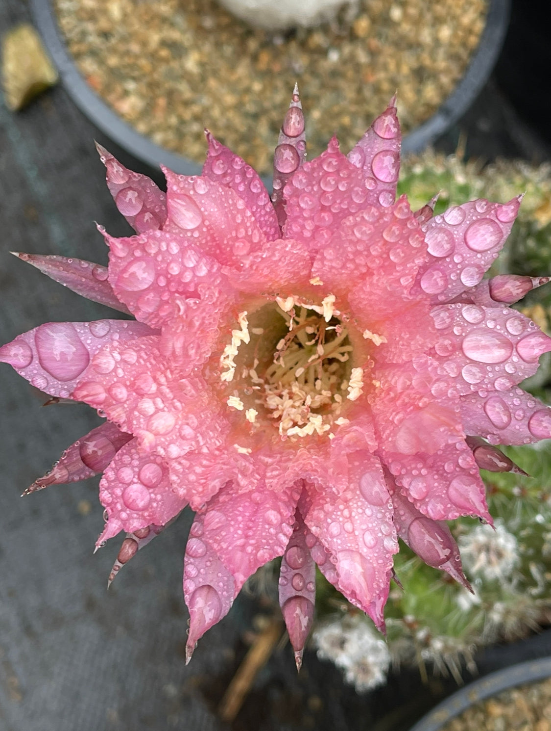 FREE - Salmon queen cactus seeds