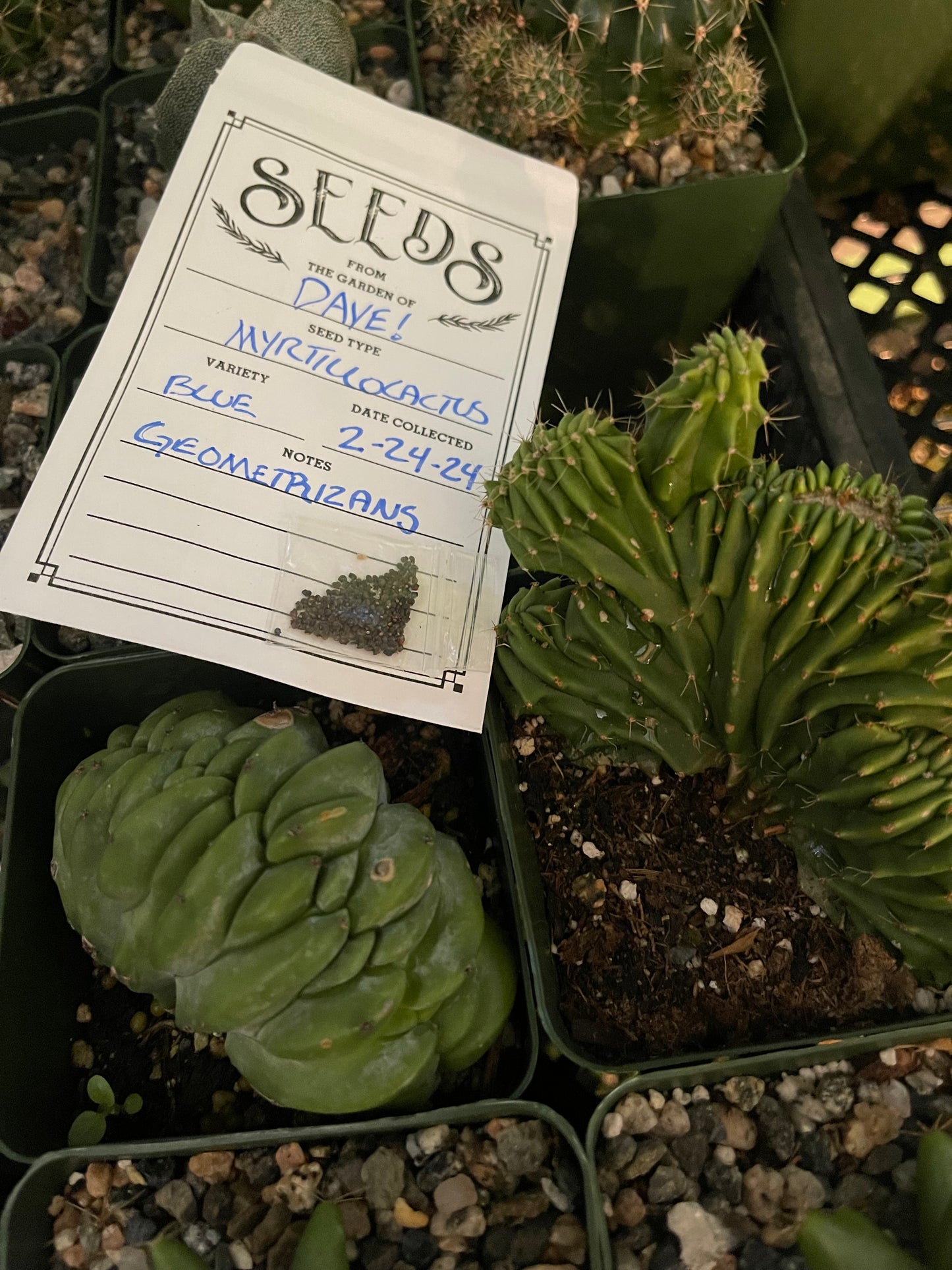 50 Myrtillocactus seeds
