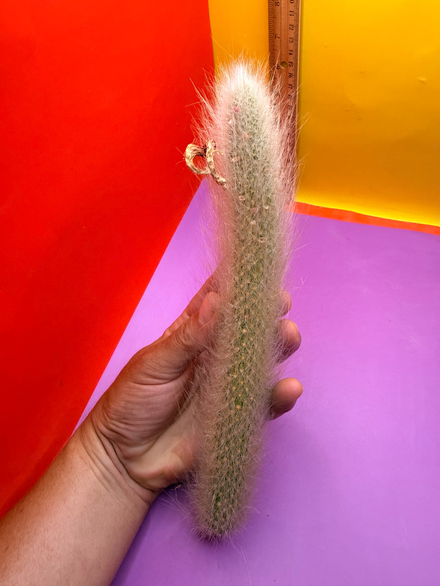 Monkeytail cutting !!!