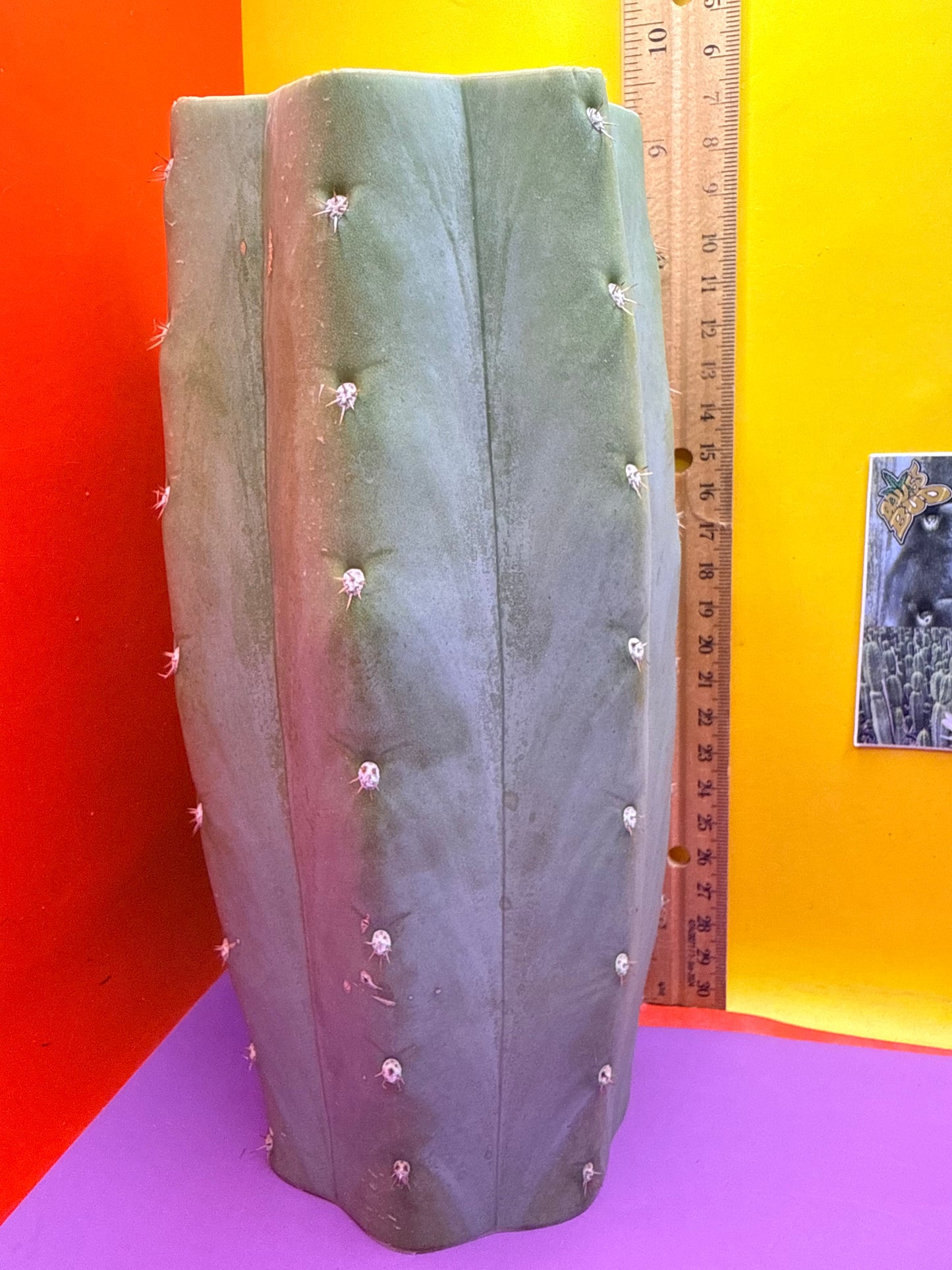 Blue Juules Giant !