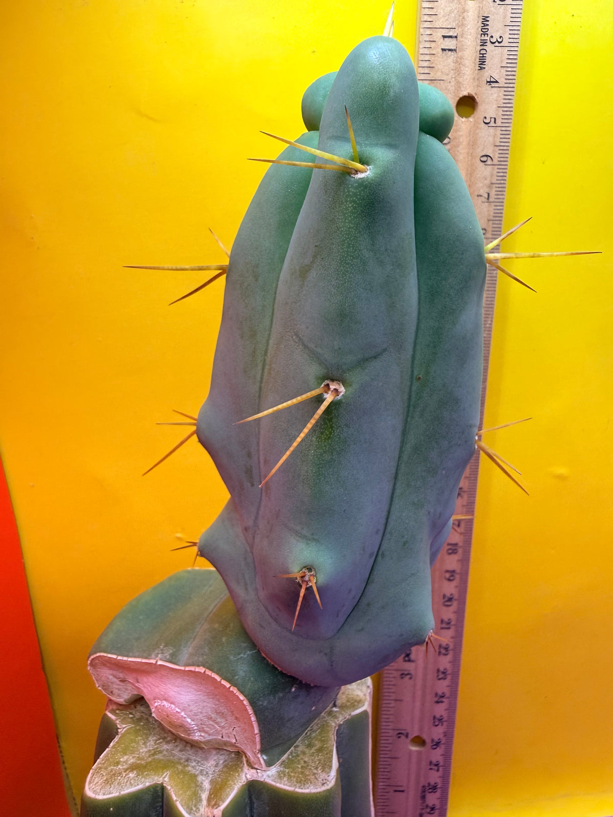 WALTS DRAGON ! 🐉 grafted cactus