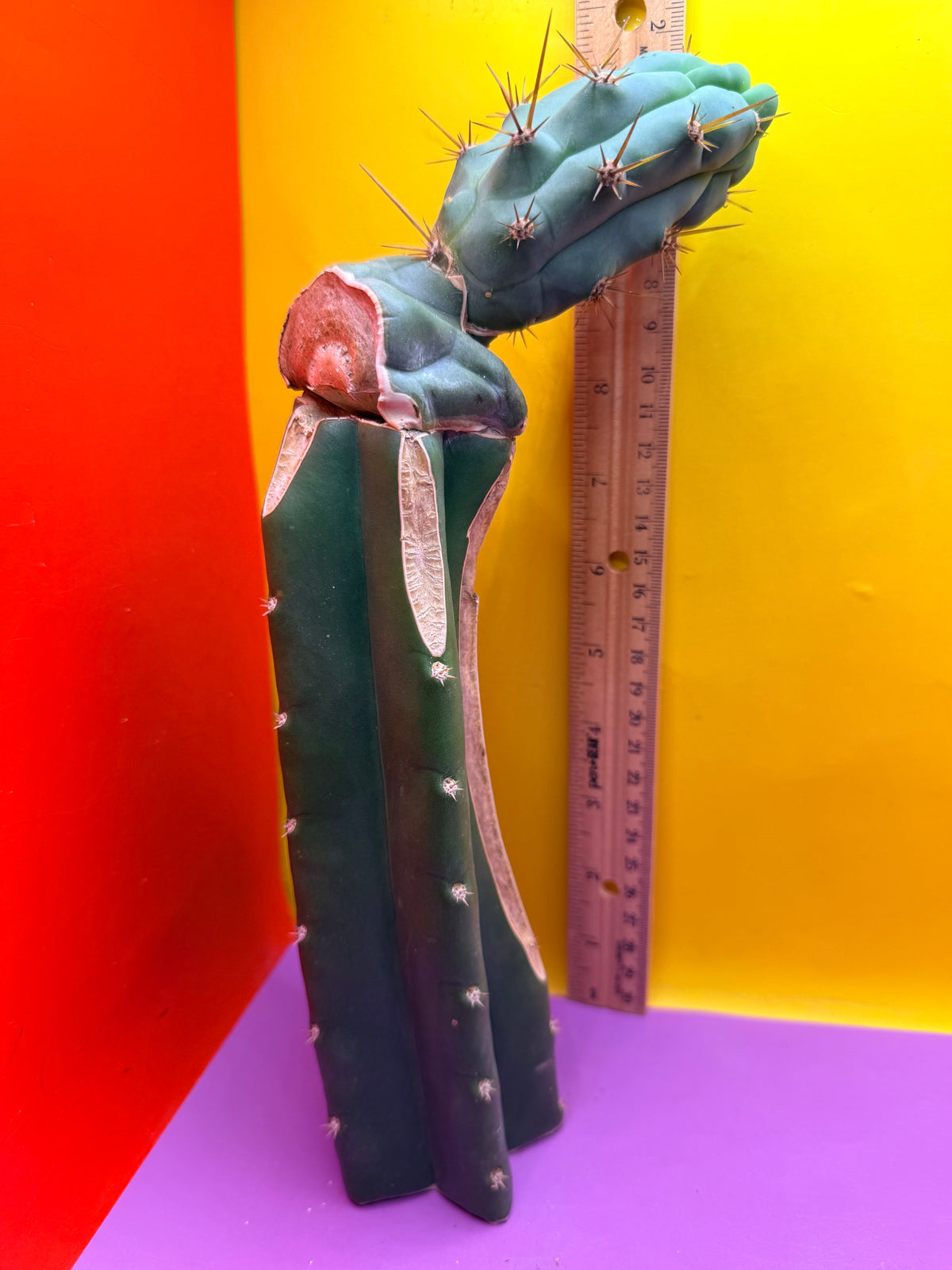 Grafted Bruce’s Dragon