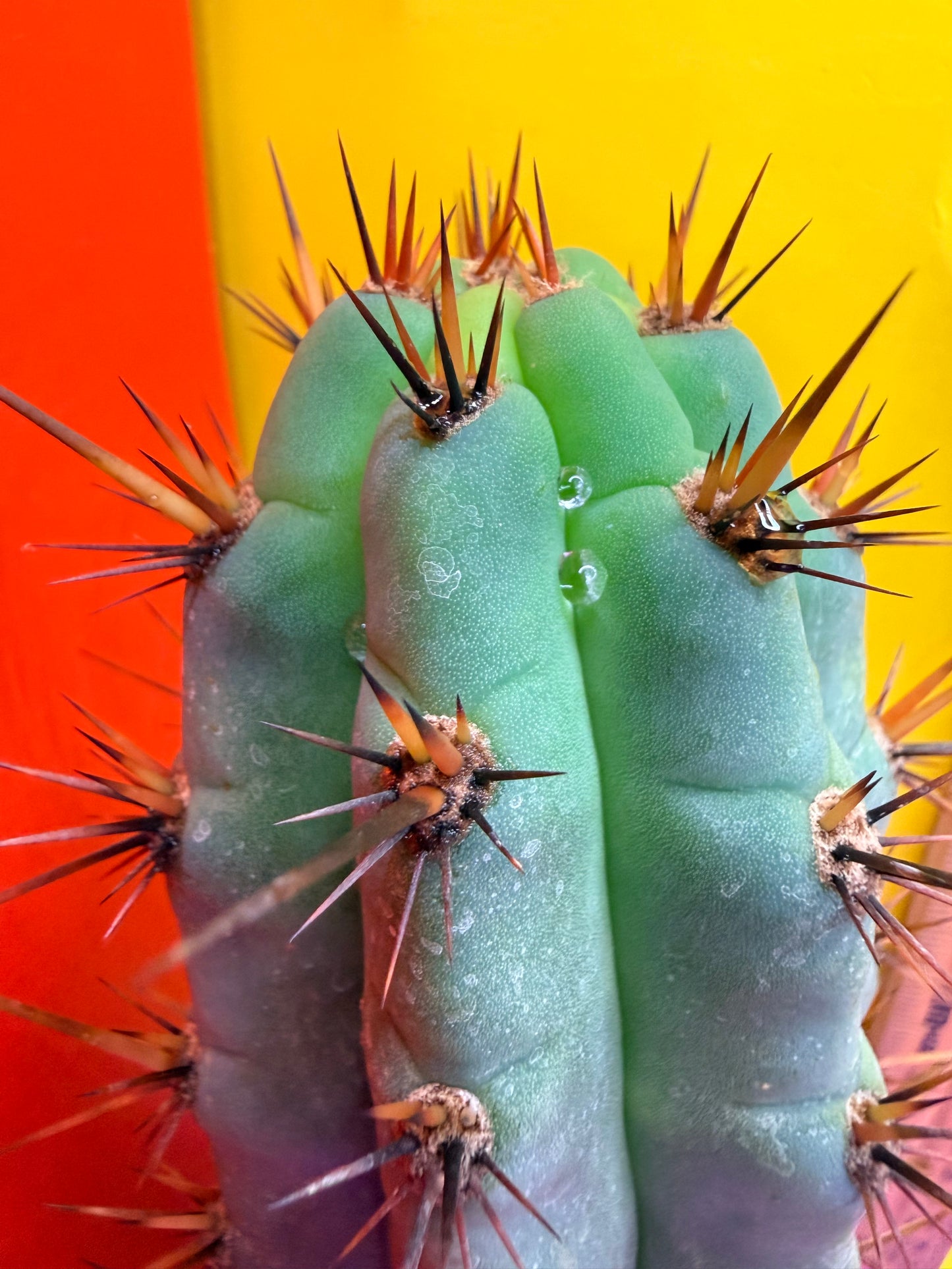 Peruzco trichocereus cactus cutting