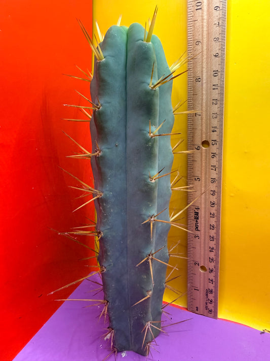 Ss02 cactus cutting 🌶️🌶️