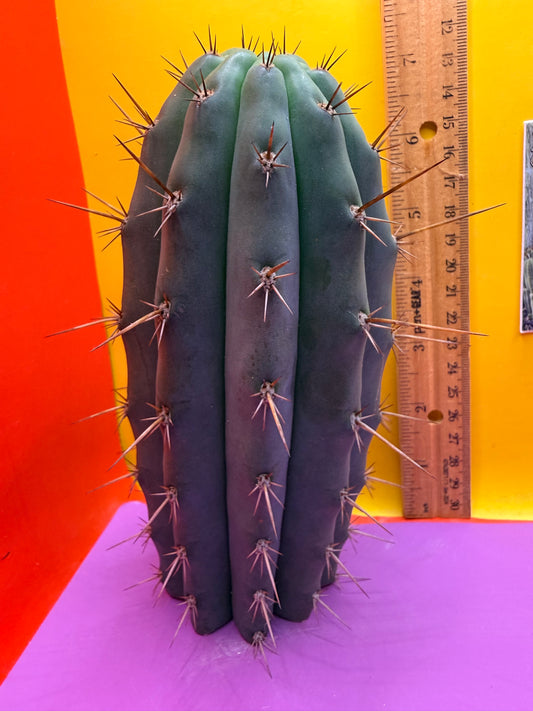 “RC’s T.P. 🧻”  trichocereus peruvianus !!