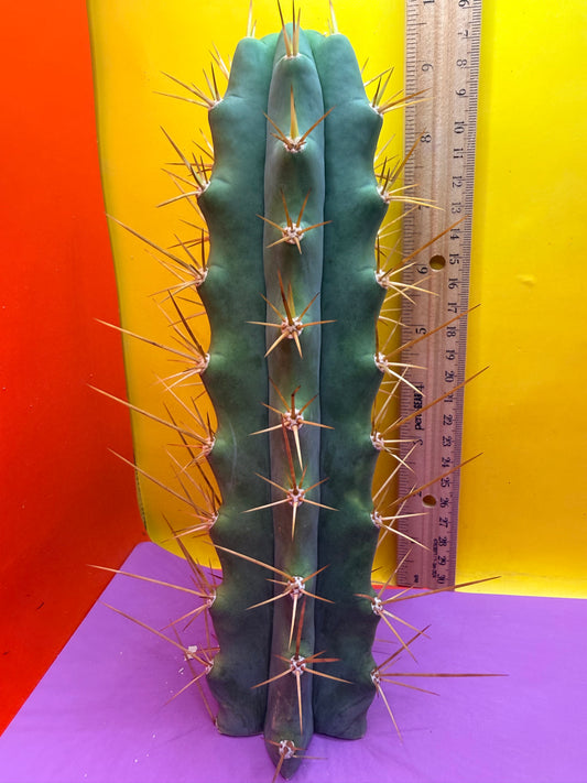 Reverted PENiSCACTUS !!! Longform tbmA