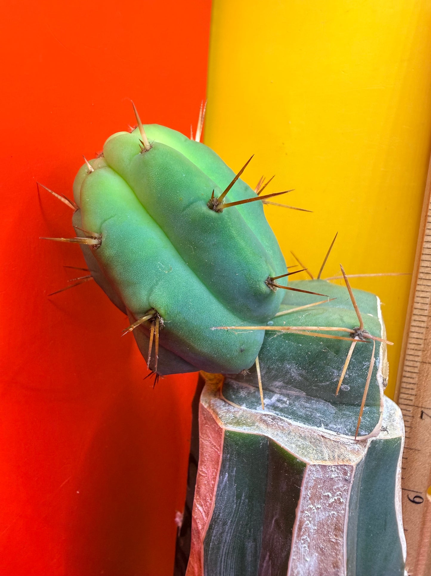 Cactus Kate Bridgesii Graft