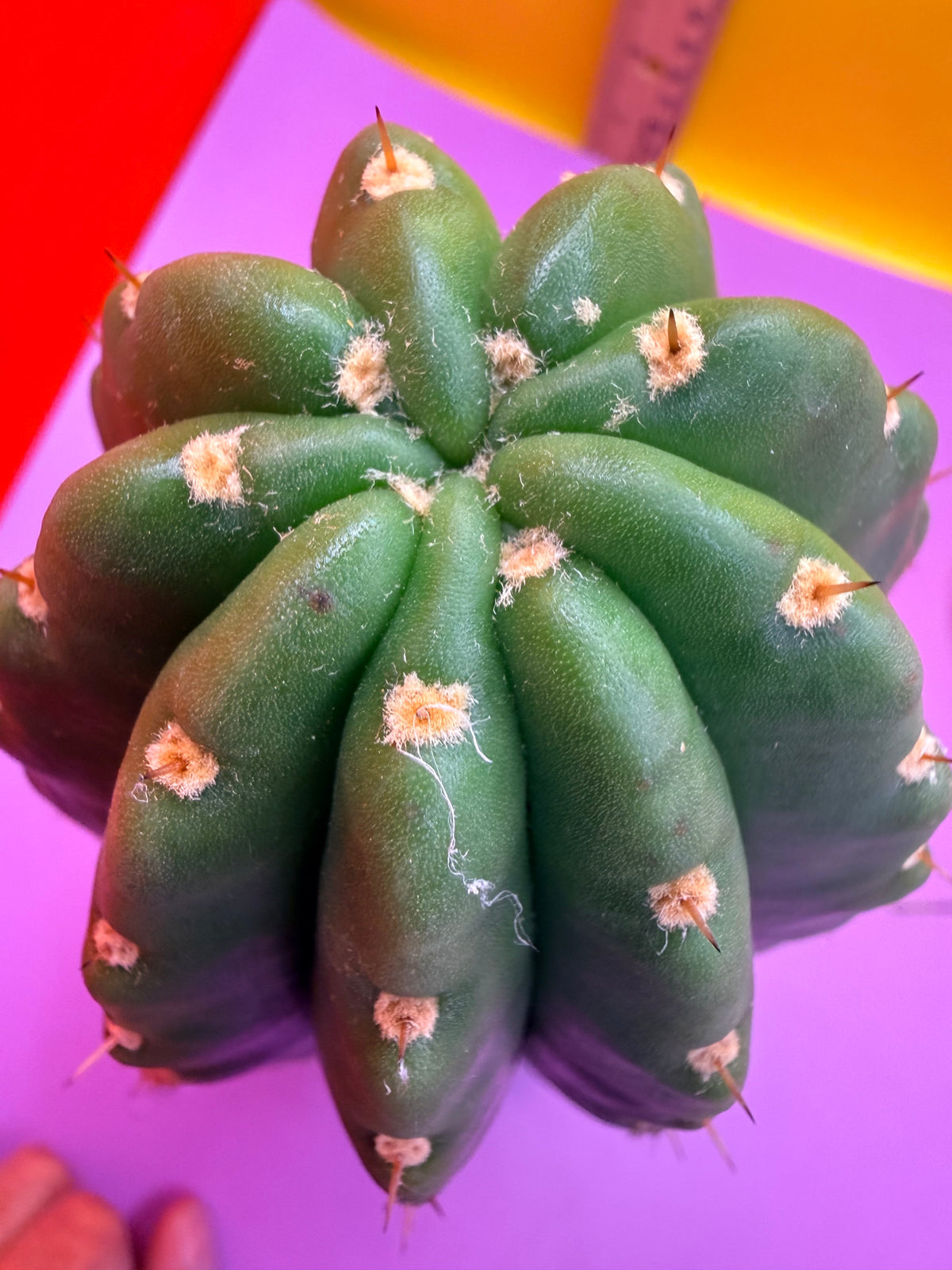 CACTO HEBRIDO over 3” THIC !
