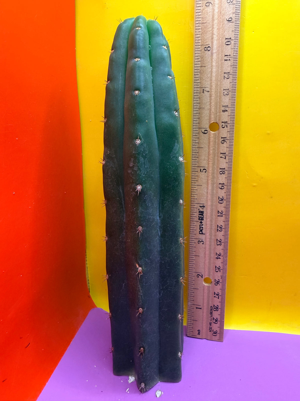 Sals Blue x Huanucoensis