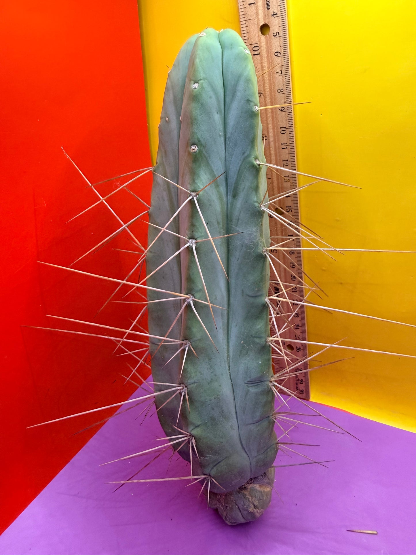 PALA REZ 🌶️!!