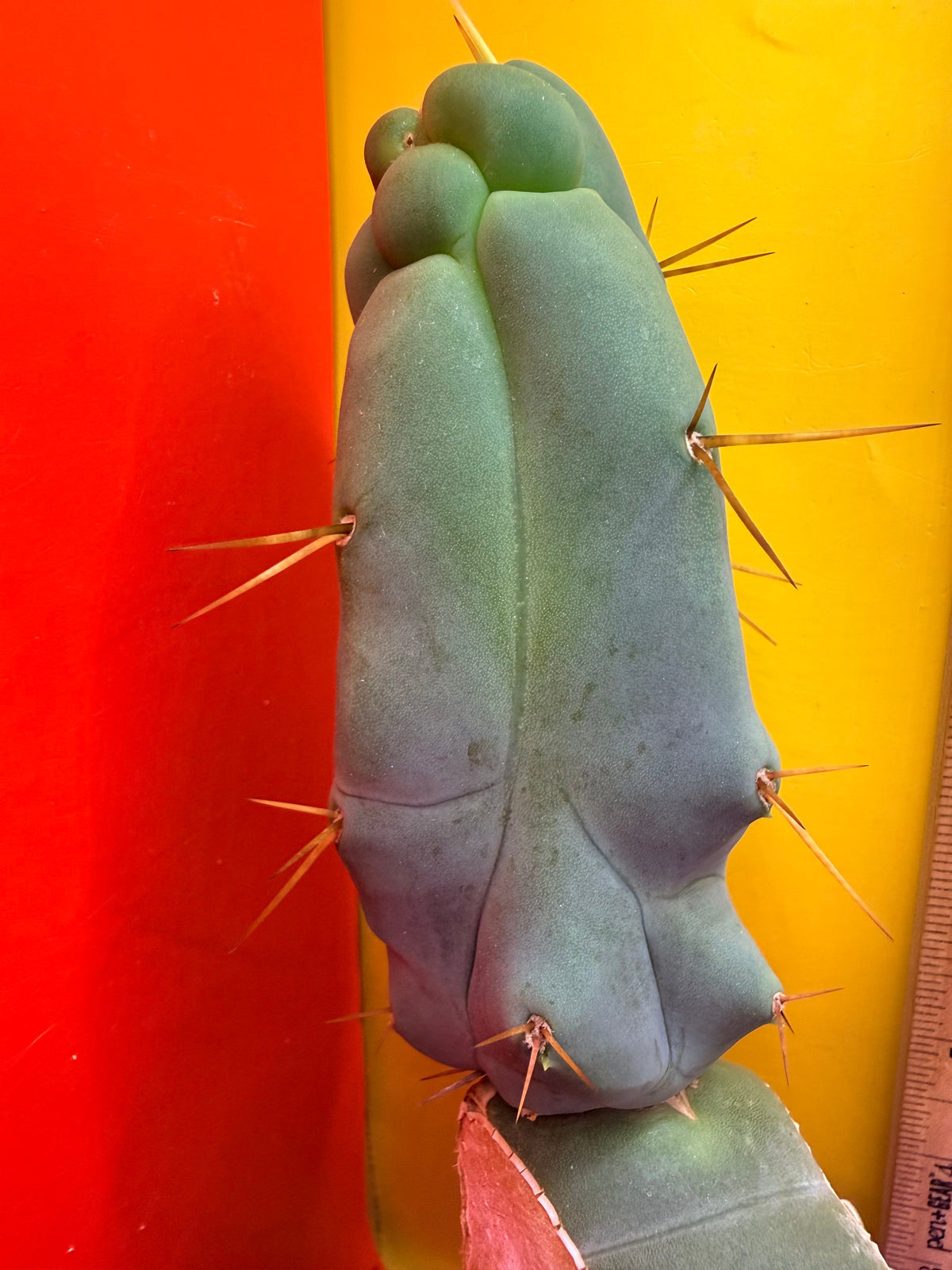 WALTS DRAGON ! 🐉 grafted cactus