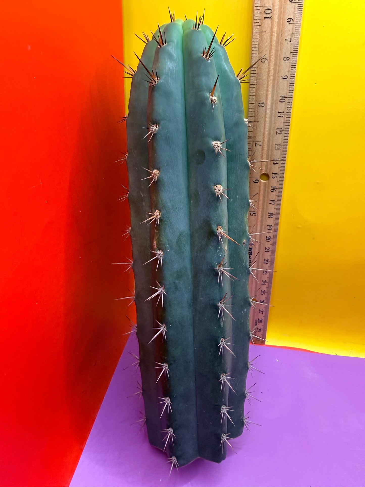 “RC’s T.P. 🧻”  trichocereus peruvianus !!