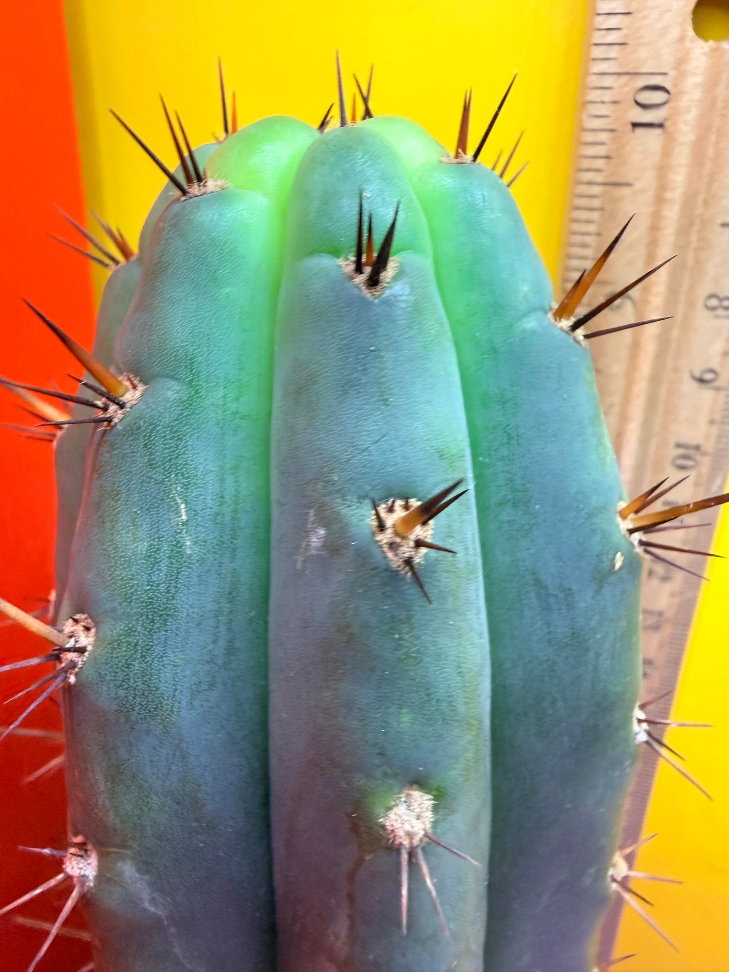 “RC’s T.P. 🧻”  trichocereus peruvianus !!