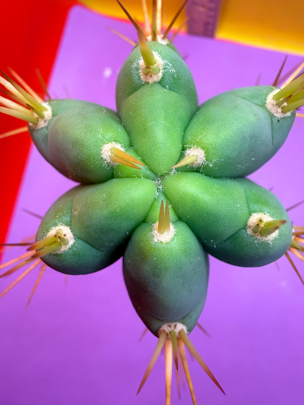 Reverted PENiSCACTUS !!! Longform tbmA