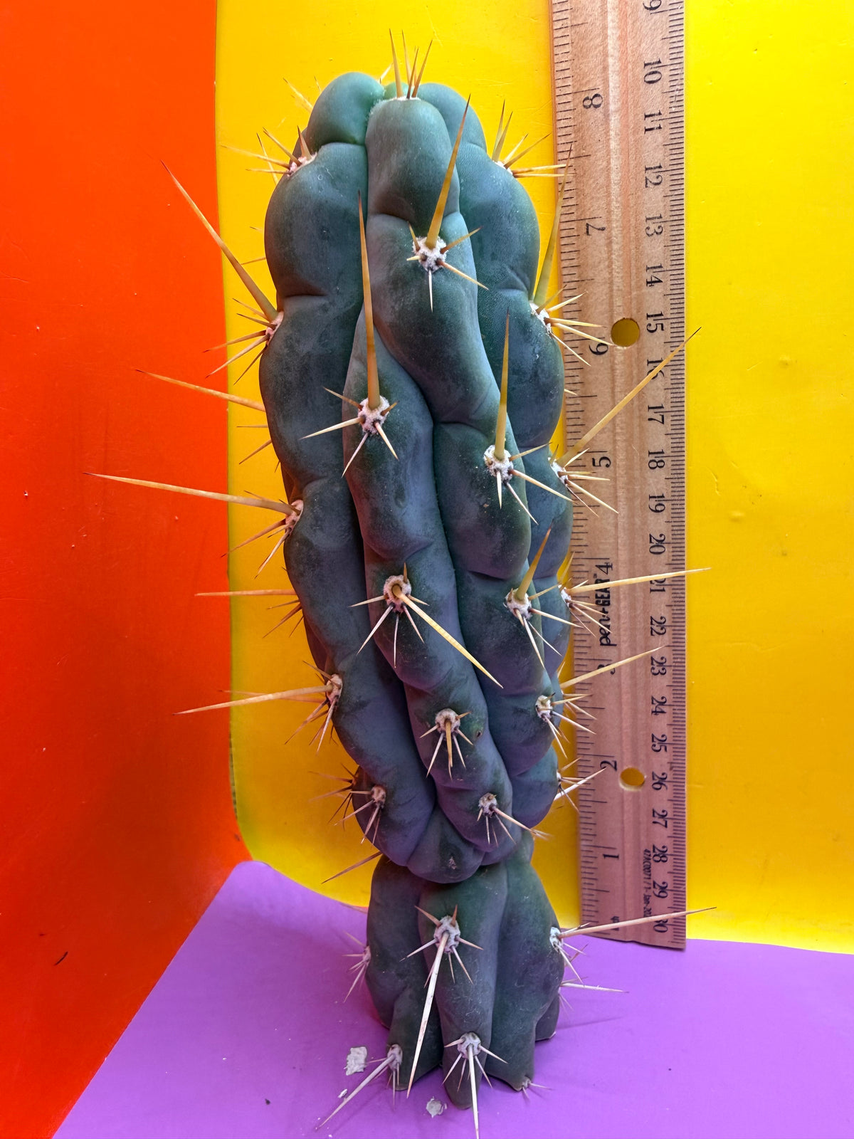 SSO3 Trichocereus knuthianus