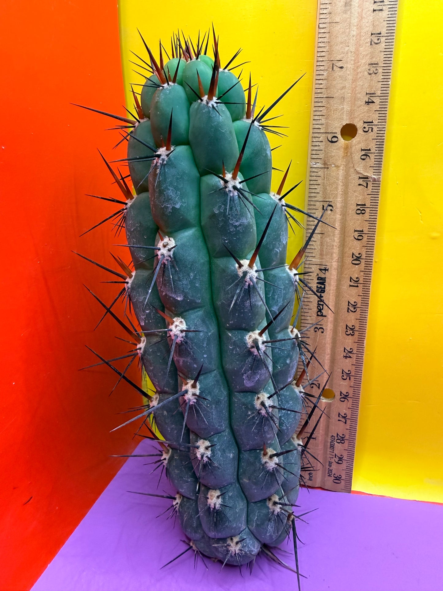 TRICHOCEREUS CHALA !